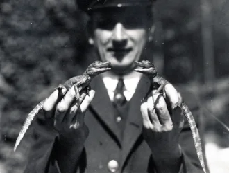 Bebés caimanes, 1919